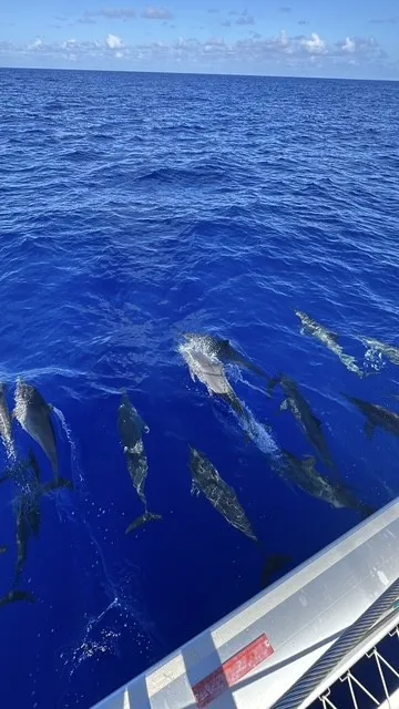 Dolphins riding the bow wave in deep blue water